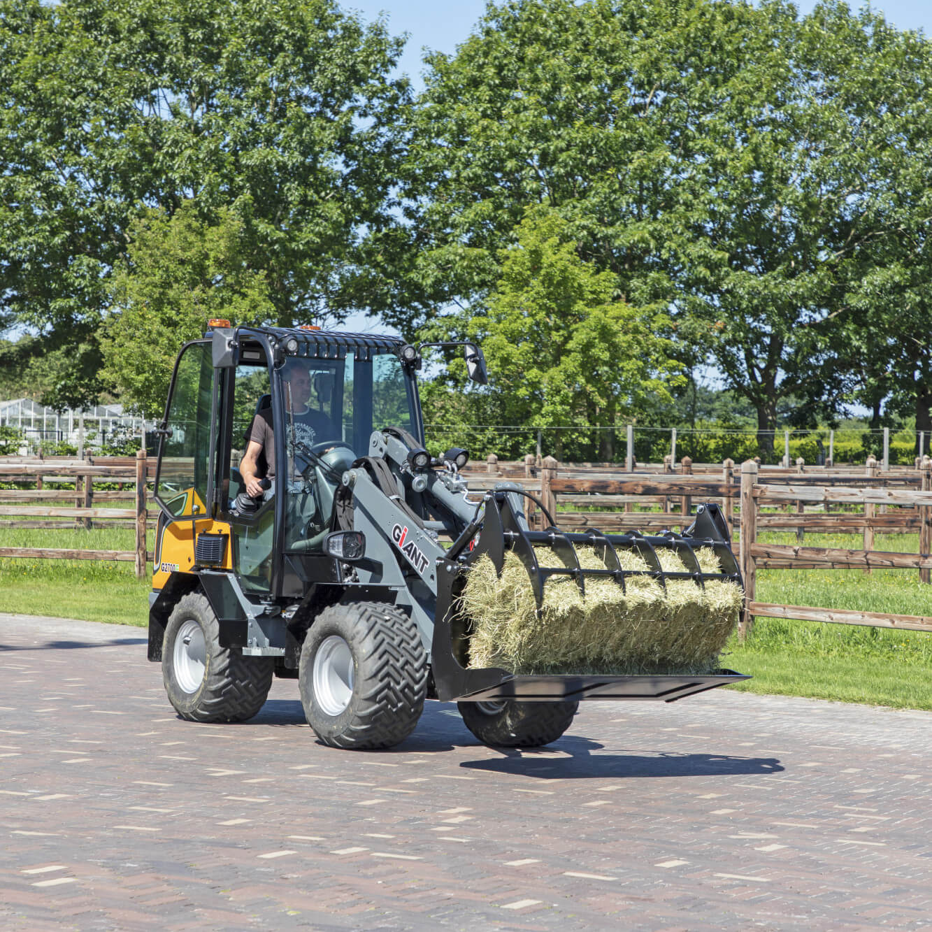 g2700epelikaanbakgesnedentanden[1]